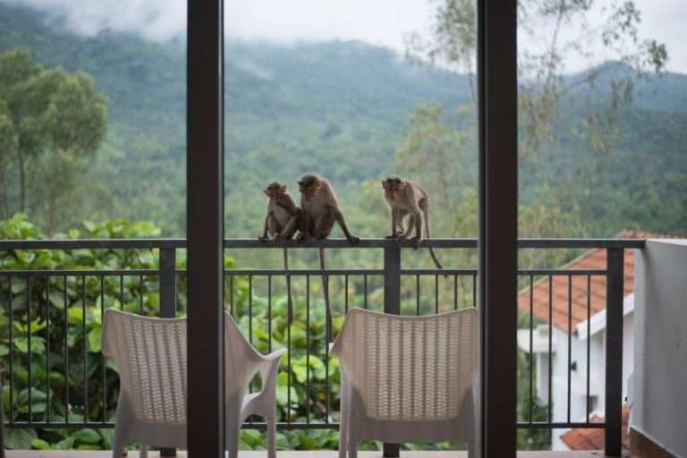 Experience the beauty of wayanad